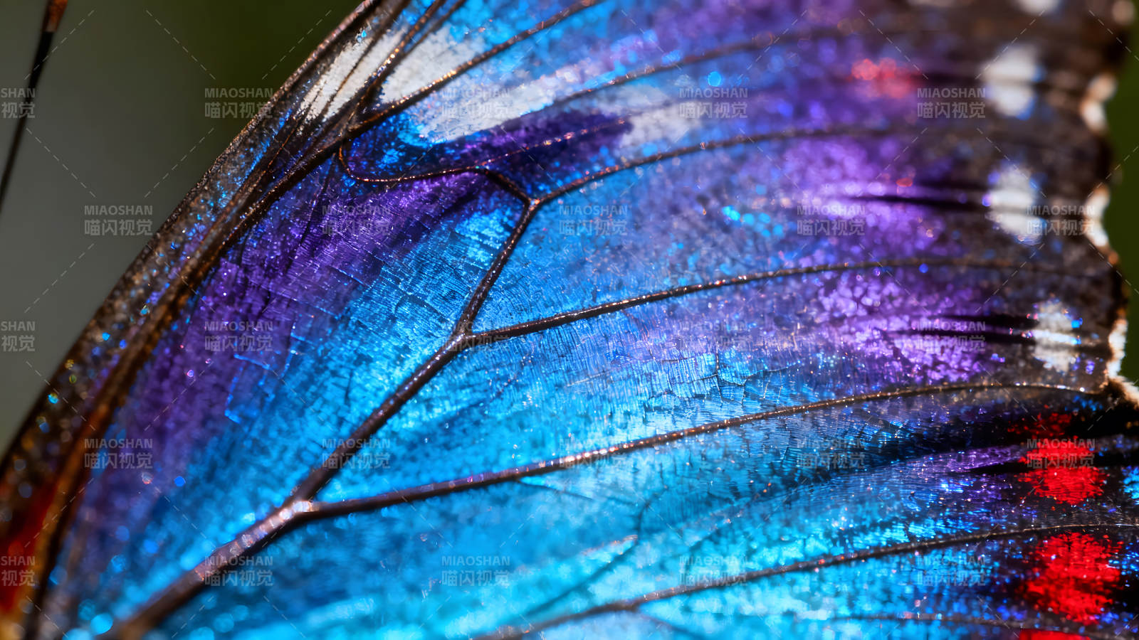 蝴蝶翅膀的绚丽色彩与纹理细节图片
