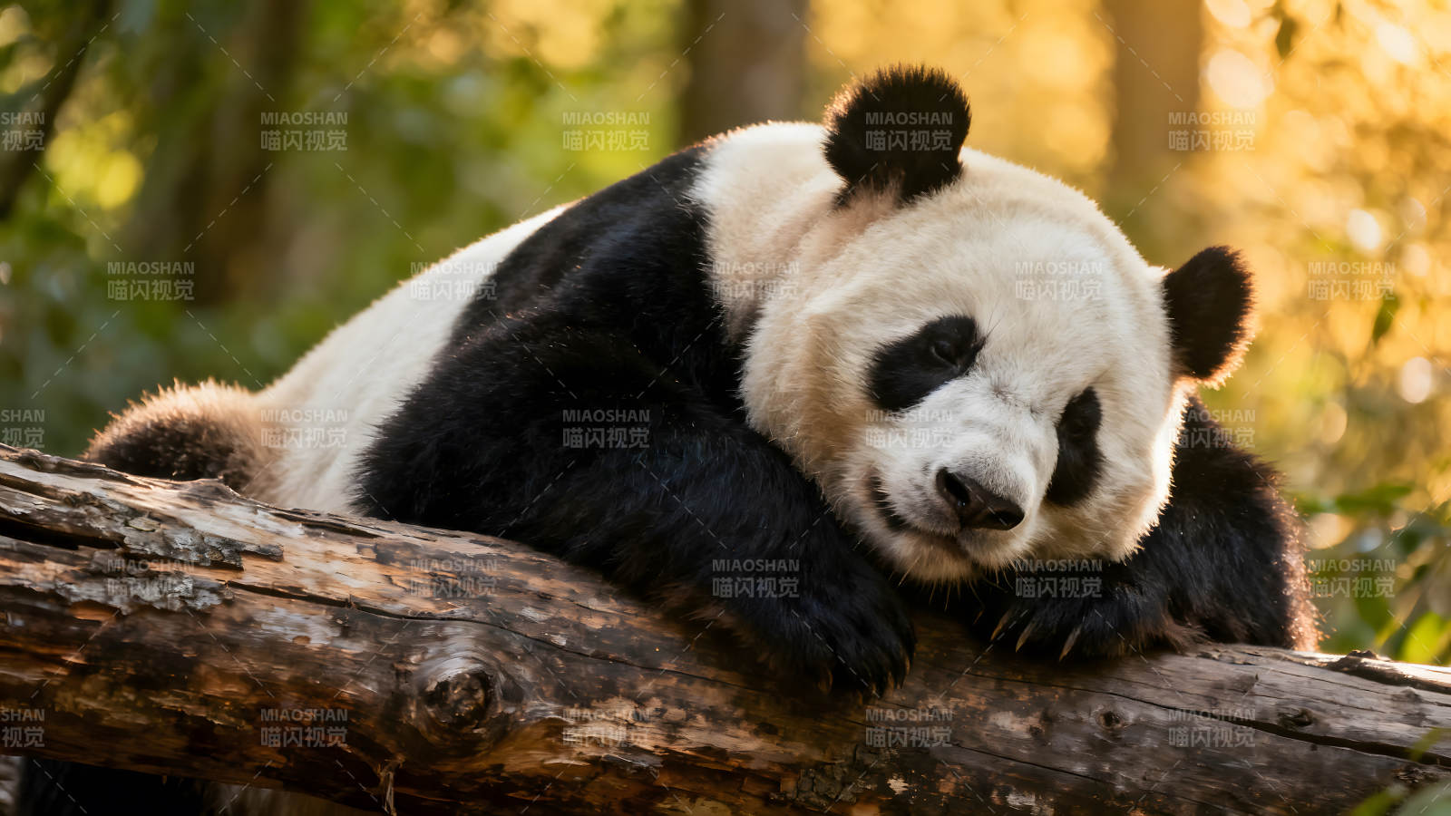 熊猫在树干上休息享受阳光图片