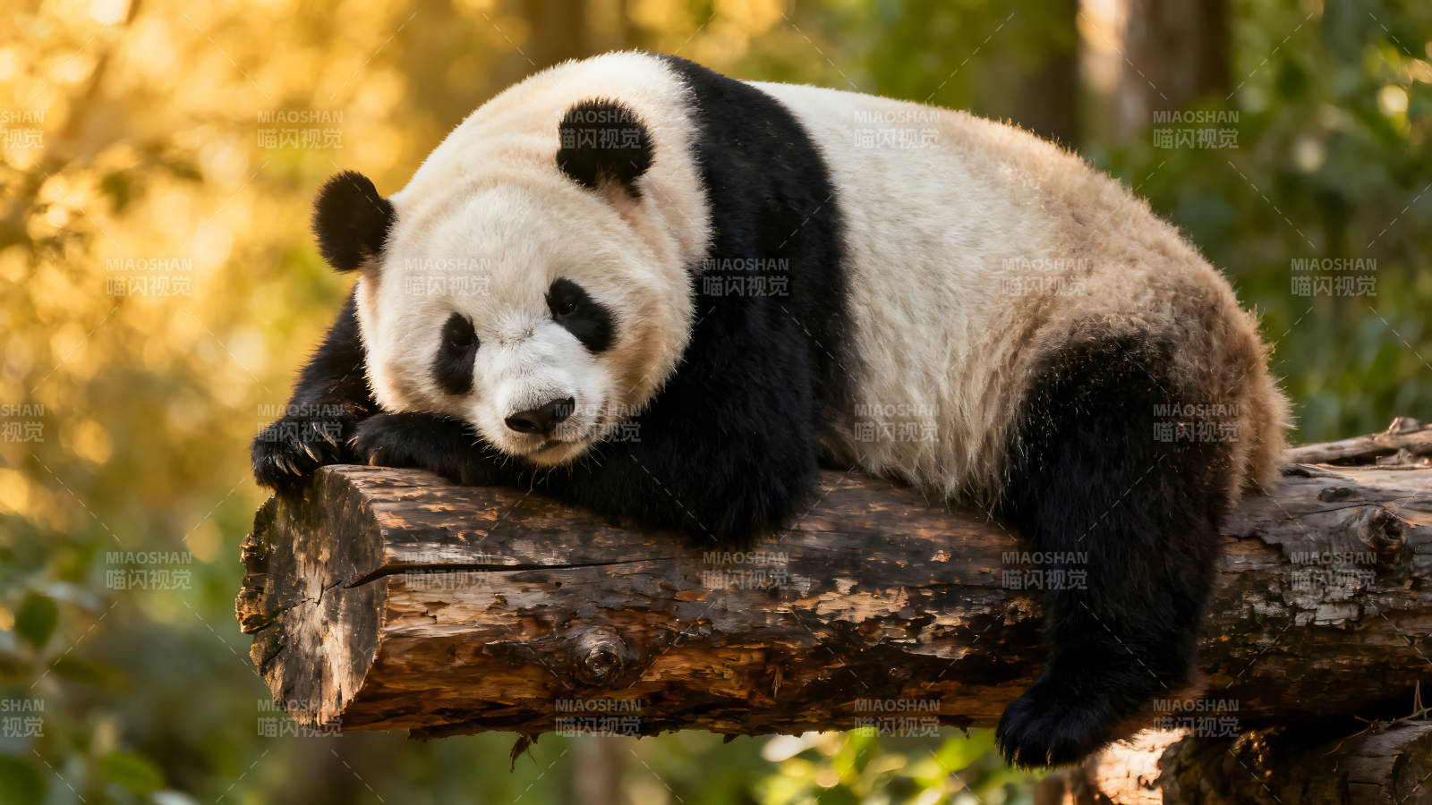 熊猫躺在木头上放松休息图片