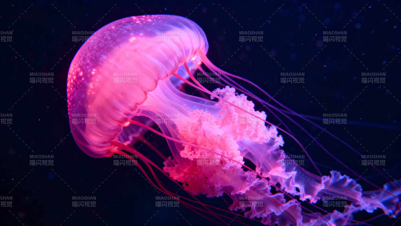 粉色水母在深海中游动图片