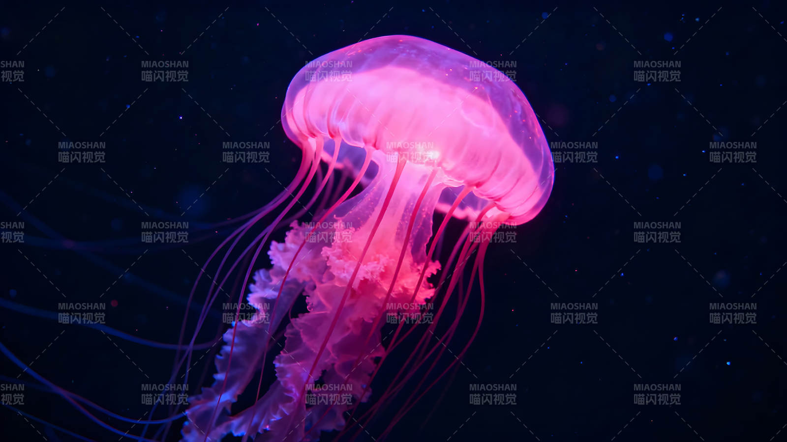 粉色水母在黑暗中漂浮发光图片