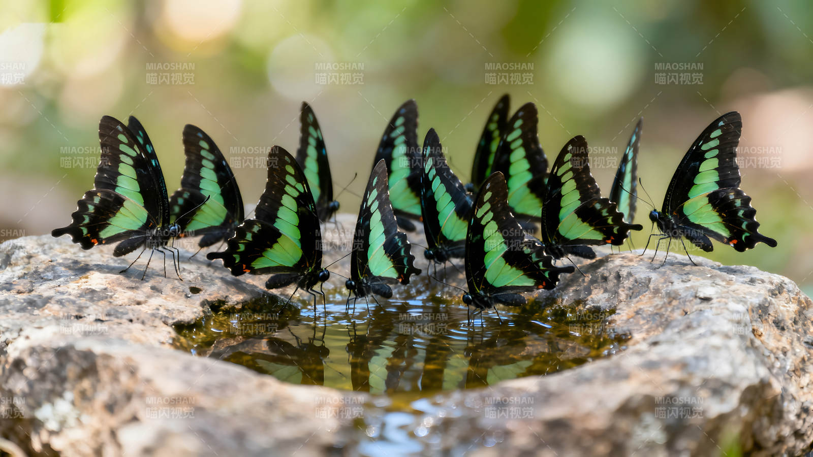 蝴蝶饮水绿色翅膀色彩鲜艳图片