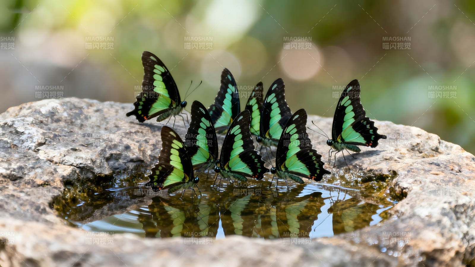 一群翠绿蝴蝶在石头水洼边饮水图片