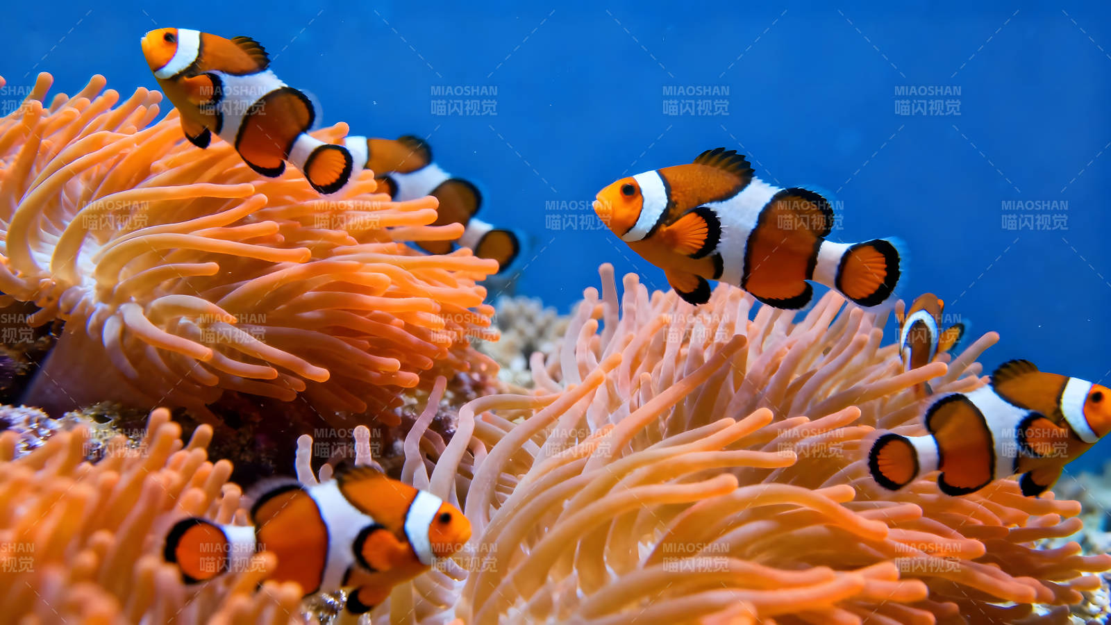 小丑鱼在海葵中穿梭图片