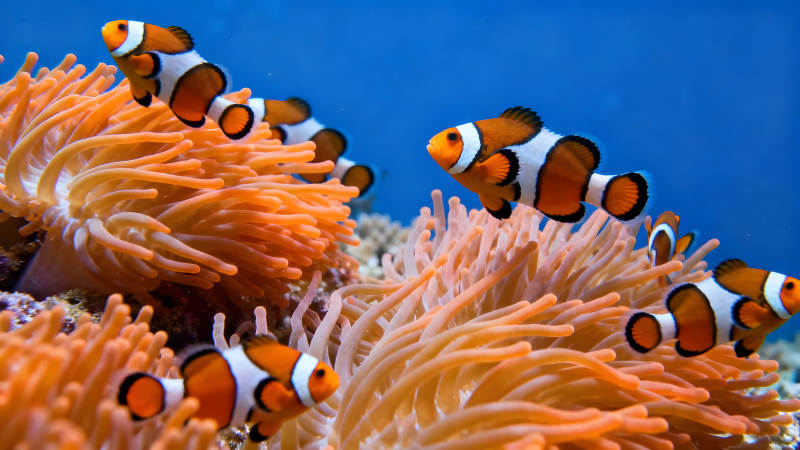 小丑鱼在海葵中穿梭图片