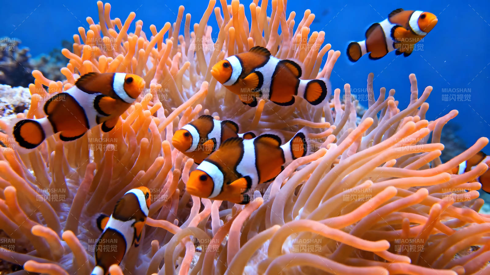 小丑鱼与海葵共生场景图片