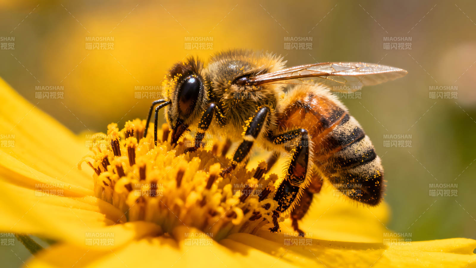 蜜蜂采蜜黄色花朵上图片