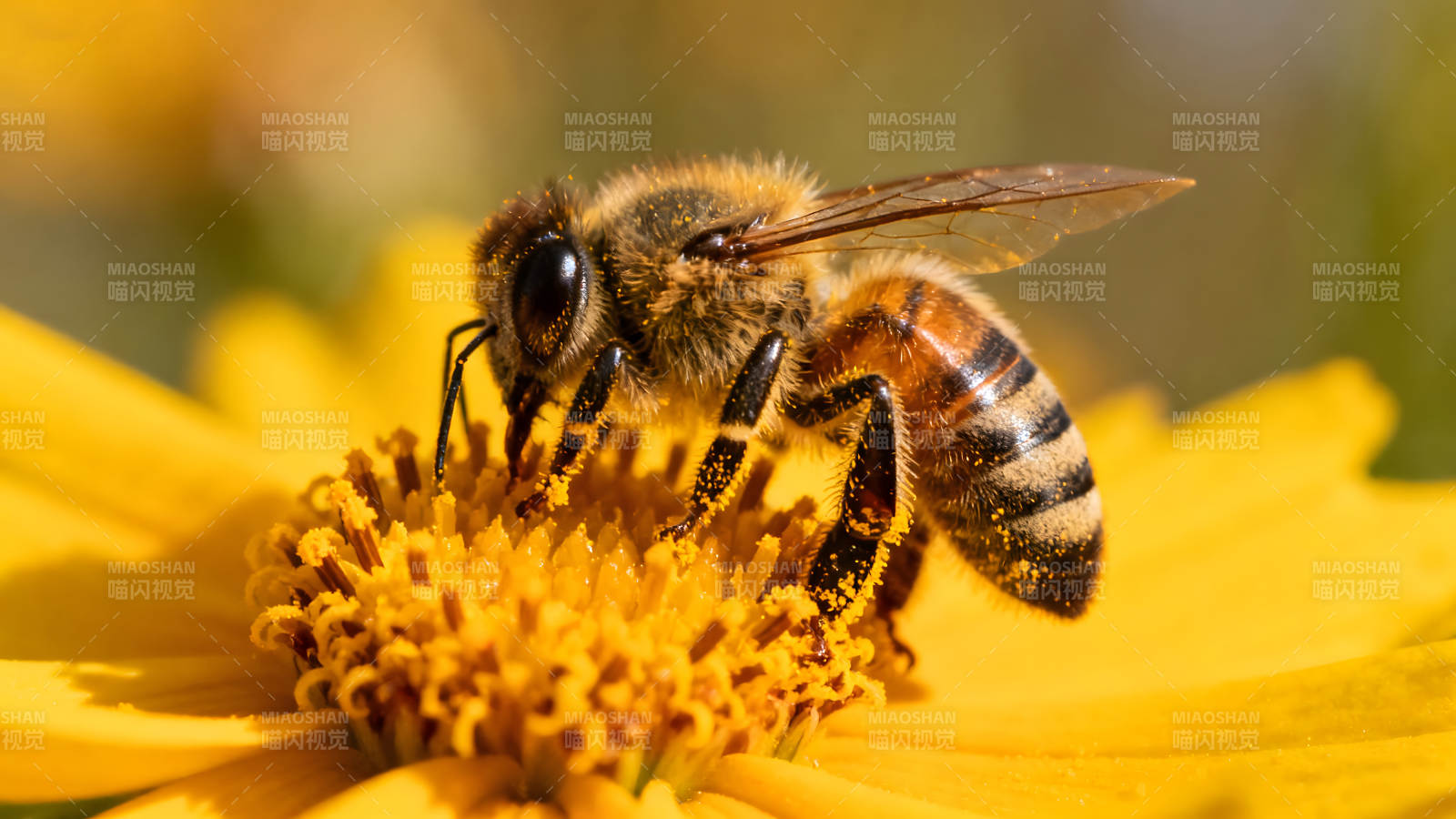蜜蜂采蜜黄色花朵特写图片