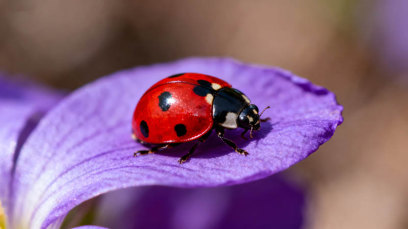 瓢虫栖息紫色花瓣上图片