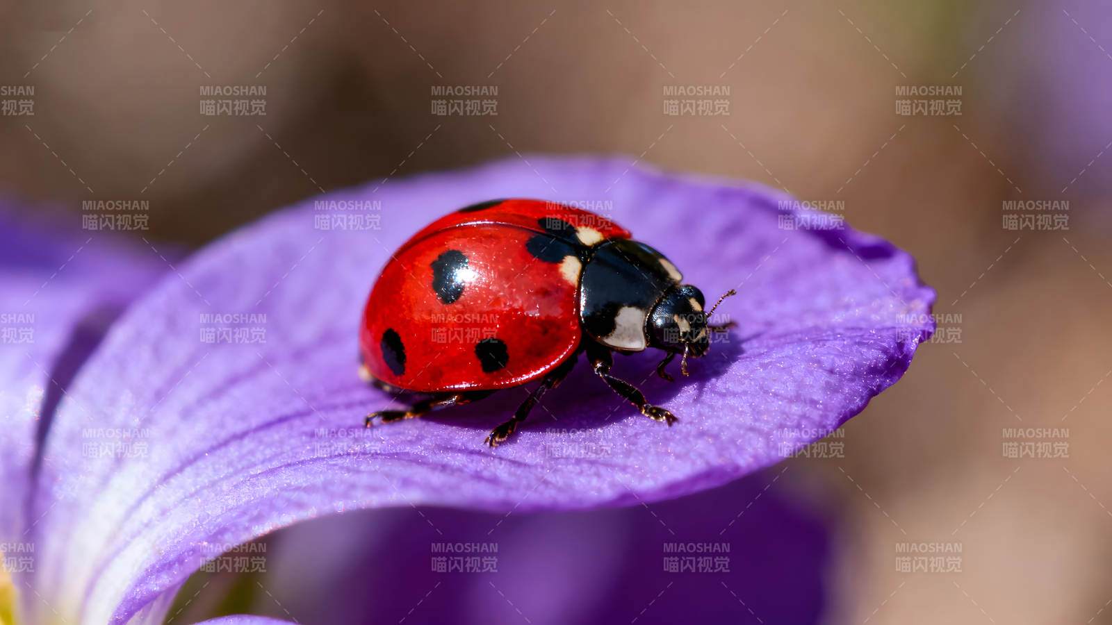 瓢虫栖息紫色花瓣上图片