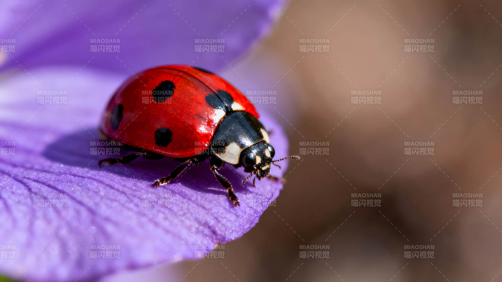 瓢虫栖息紫色花瓣上特写图片