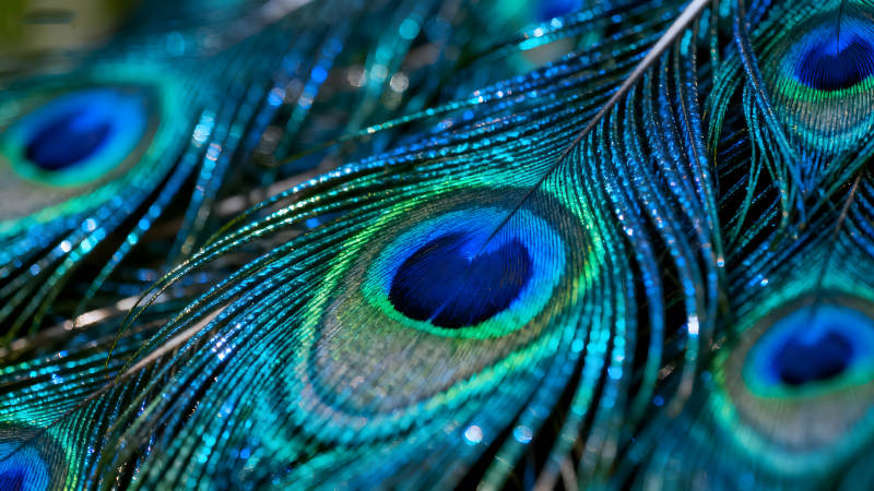 孔雀羽毛细节展示绚丽色彩光影图片