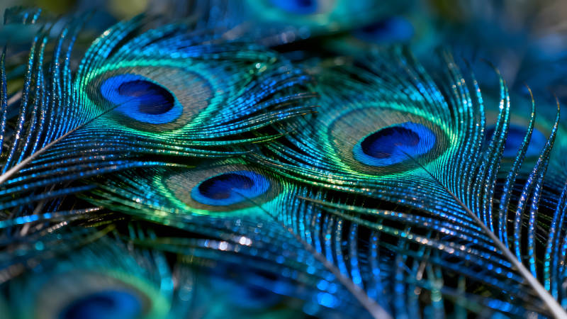 孔雀羽毛的特写色彩鲜艳图片