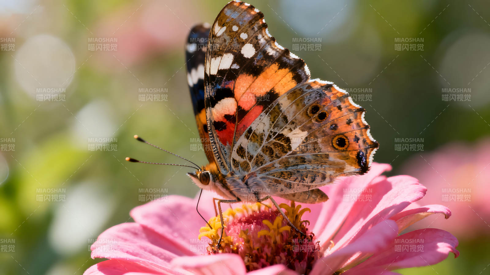 蝴蝶栖息在粉色的花朵上图片