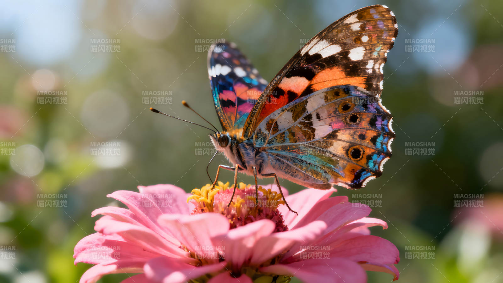 蝴蝶停留在粉色花朵上图片