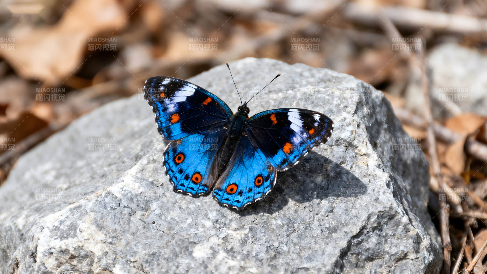 蓝色的蝴蝶栖息在石头上图片