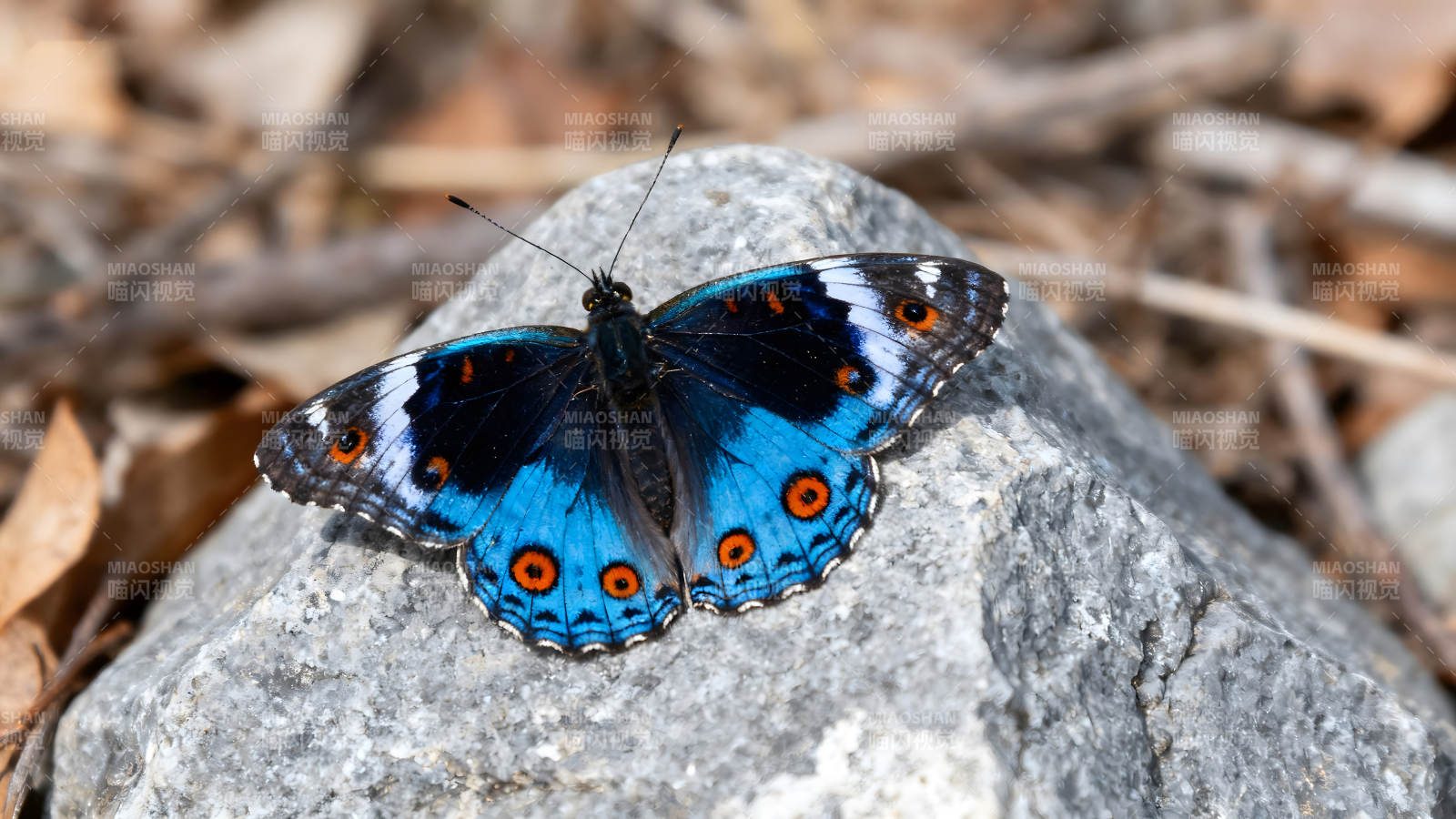 蓝眼蝶停在石头上图片