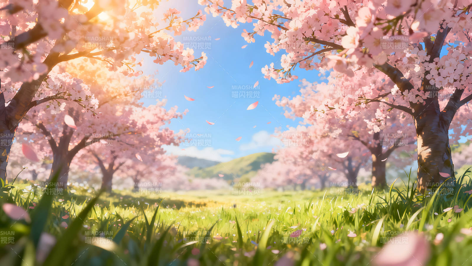 樱花树下风景如画春意盎然生机勃勃图片