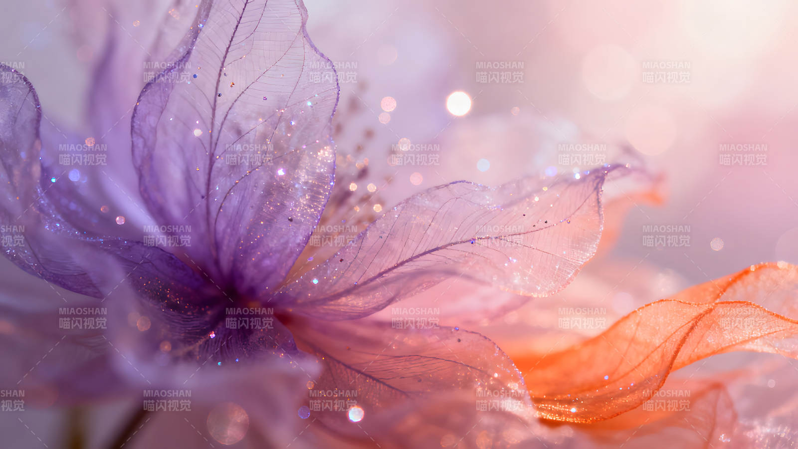 梦幻般的紫色花朵细节呈现图片