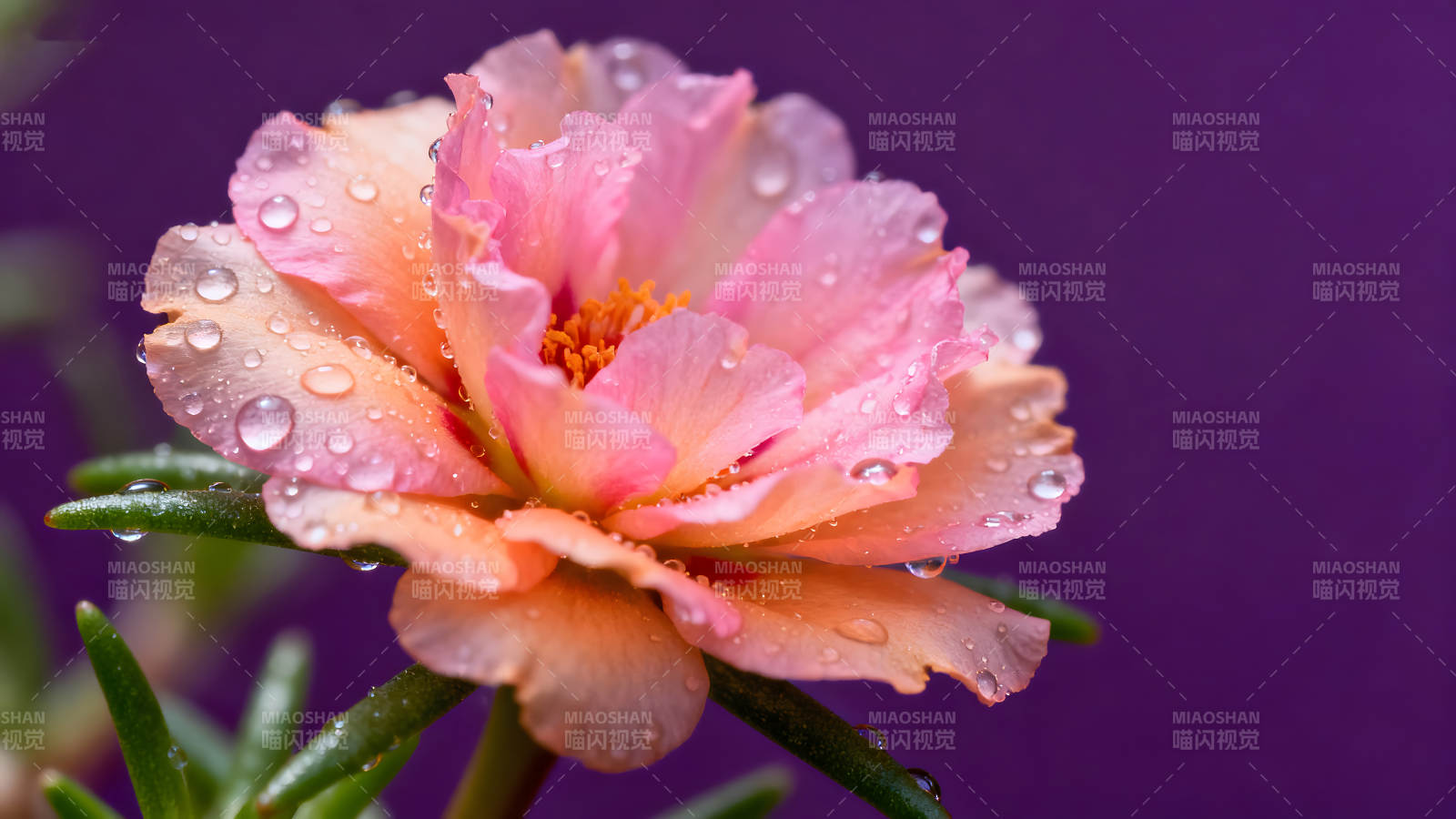 花朵特写水珠点缀色彩鲜艳图片