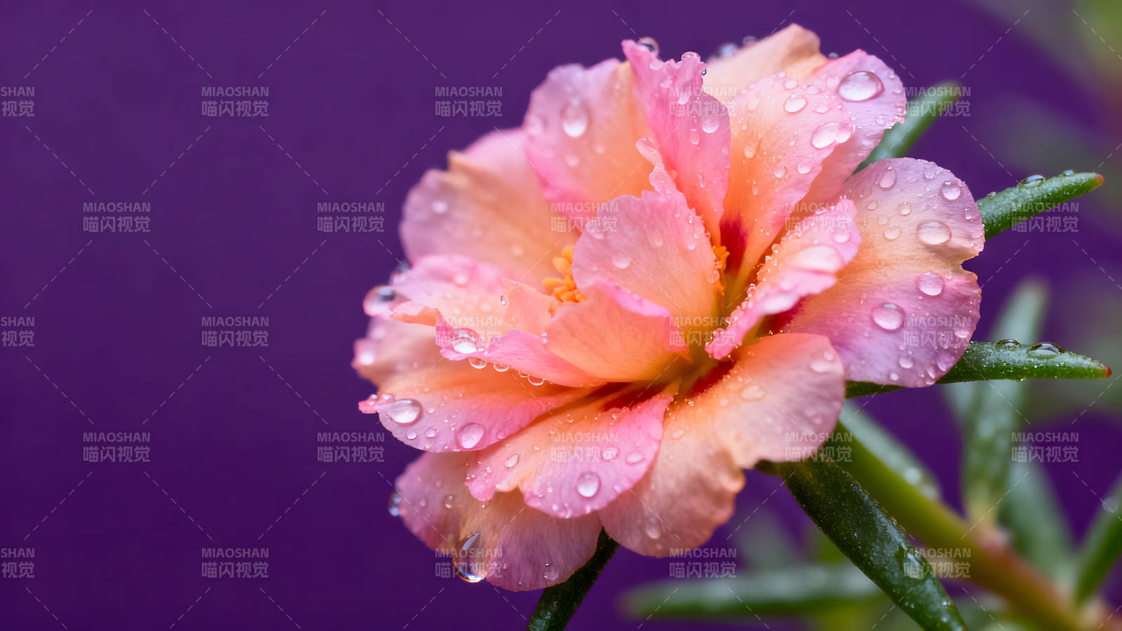 粉色花朵特写水珠晶莹剔透图片