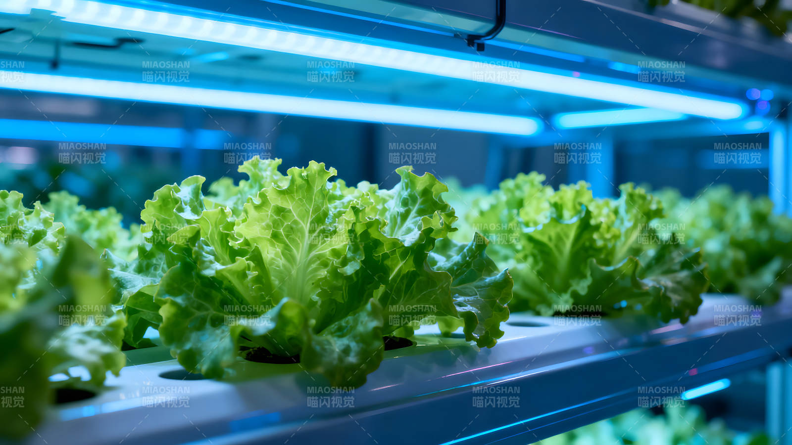 室内蔬菜种植蓝光照射下的生菜图片