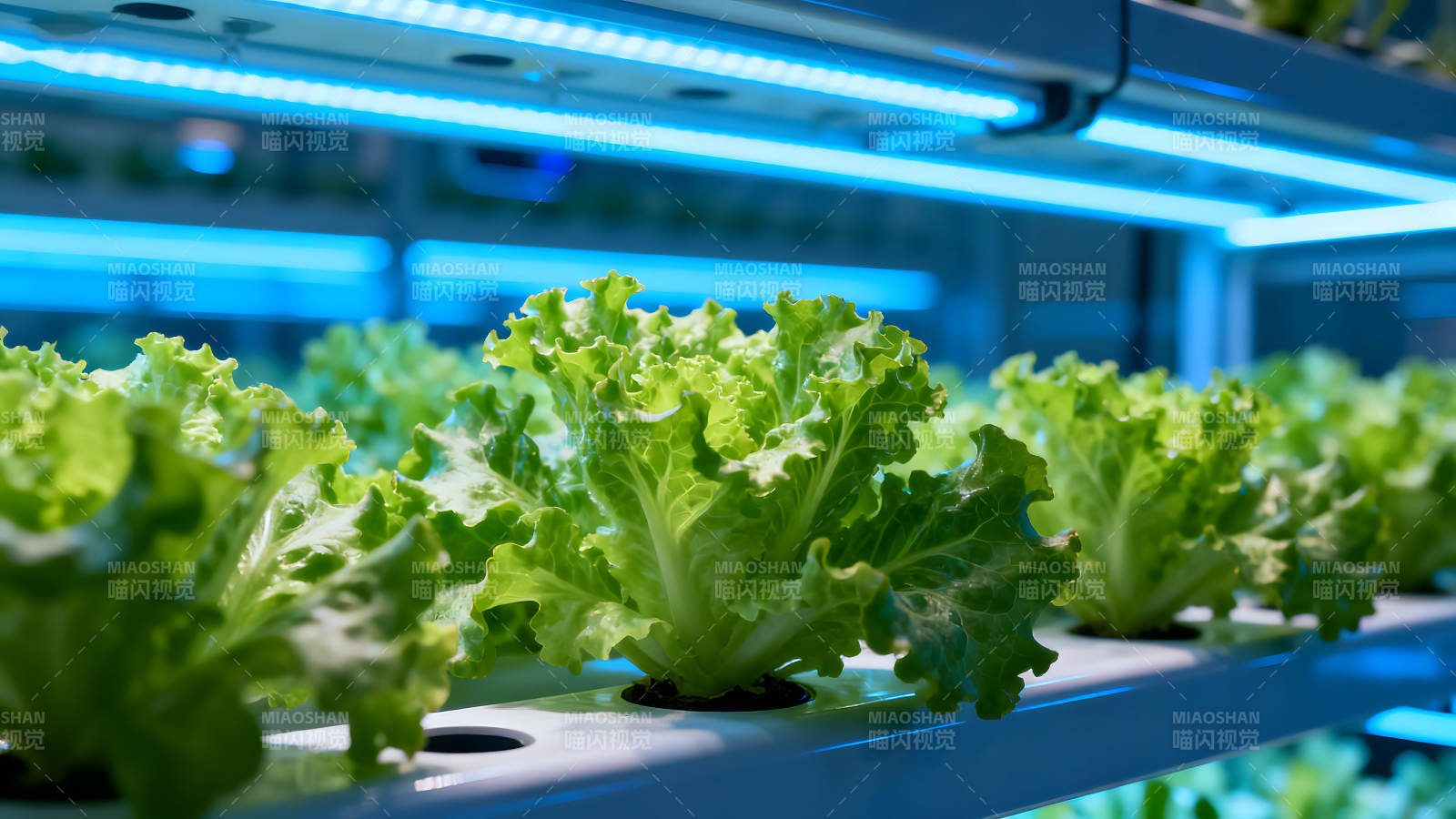 水培蔬菜生长灯下图片