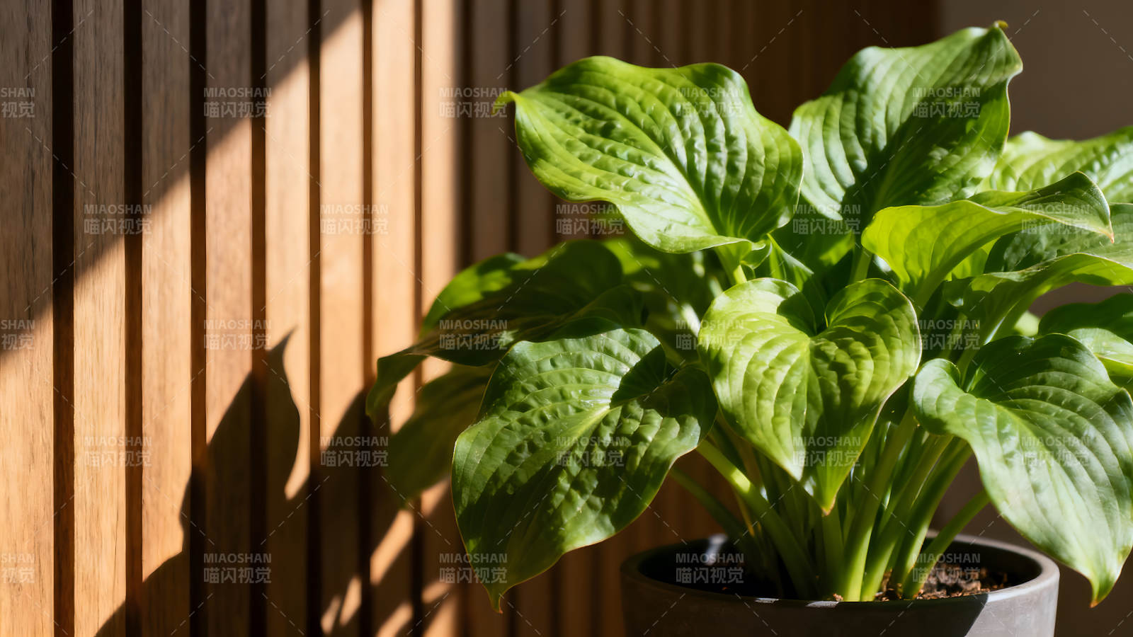 绿植光影木质背景清新自然图片