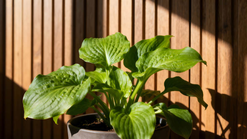 绿植盆栽光影下的清新画面图片