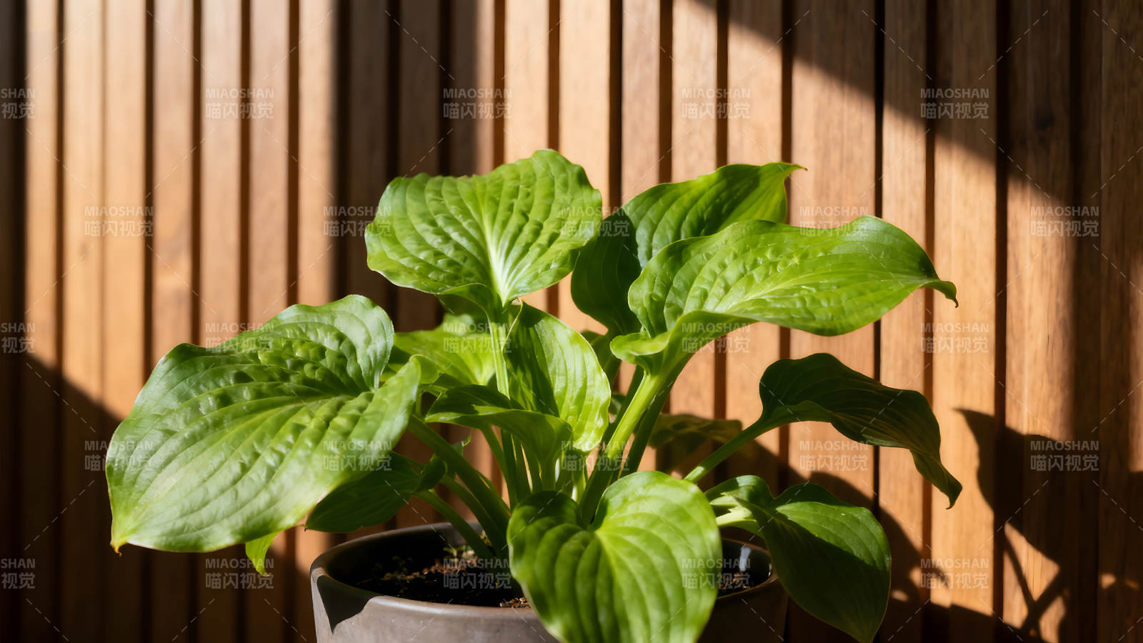 绿植盆栽光影下的清新画面图片