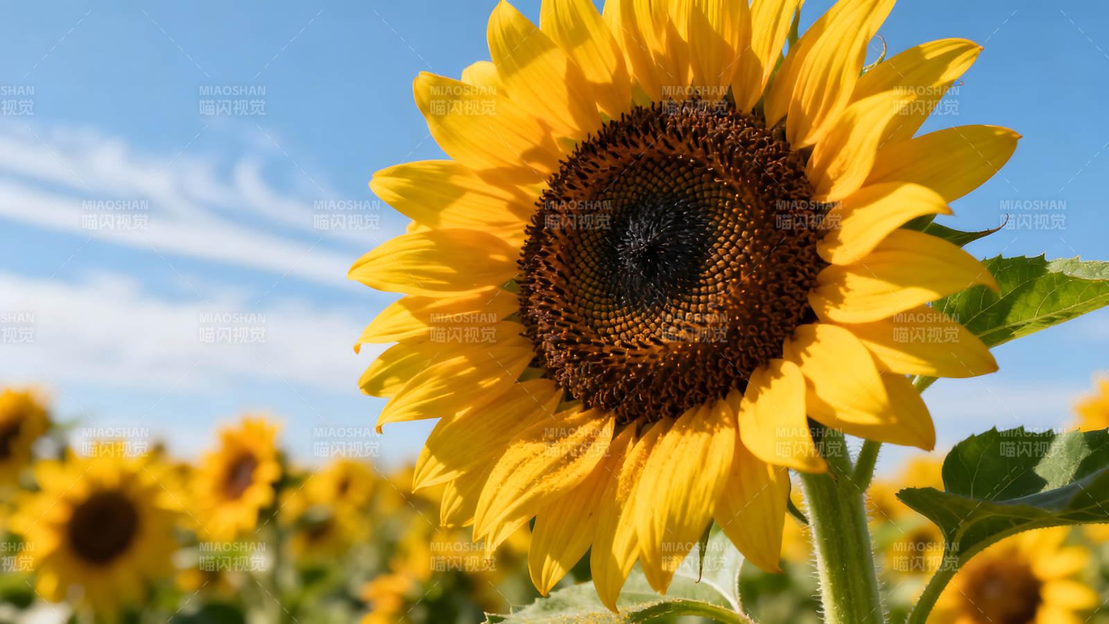 盛开的向日葵田园风光阳光明媚图片