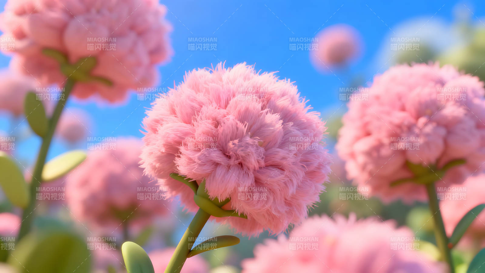 粉色绒球花朵盛开蓝天背景图片