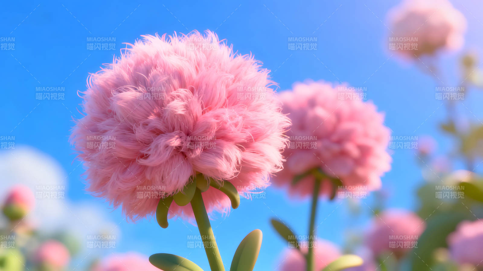 毛茸茸的粉色花朵在蓝天衬托下盛开图片