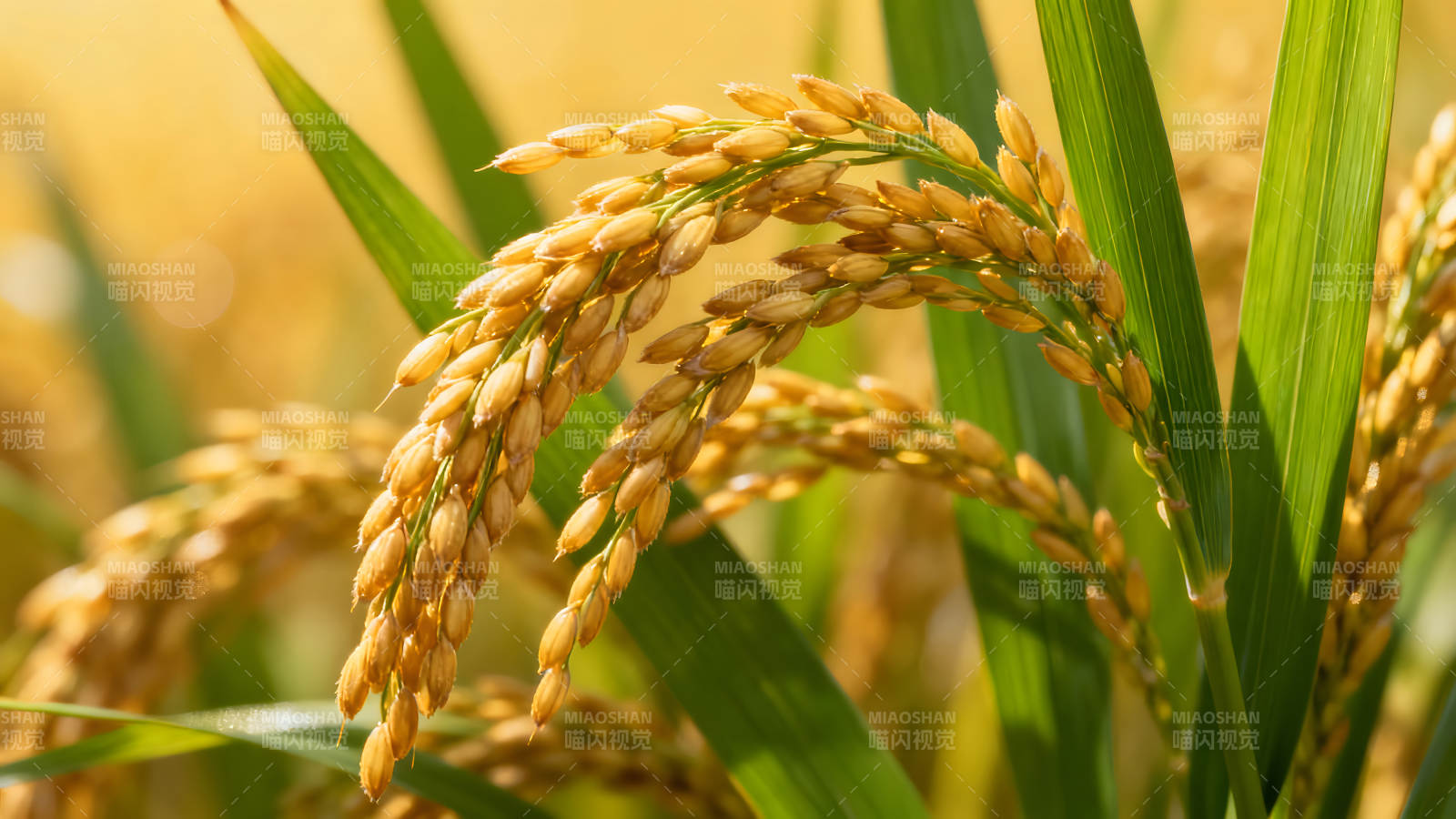 稻穗金黄饱满稻米颗粒丰收图片