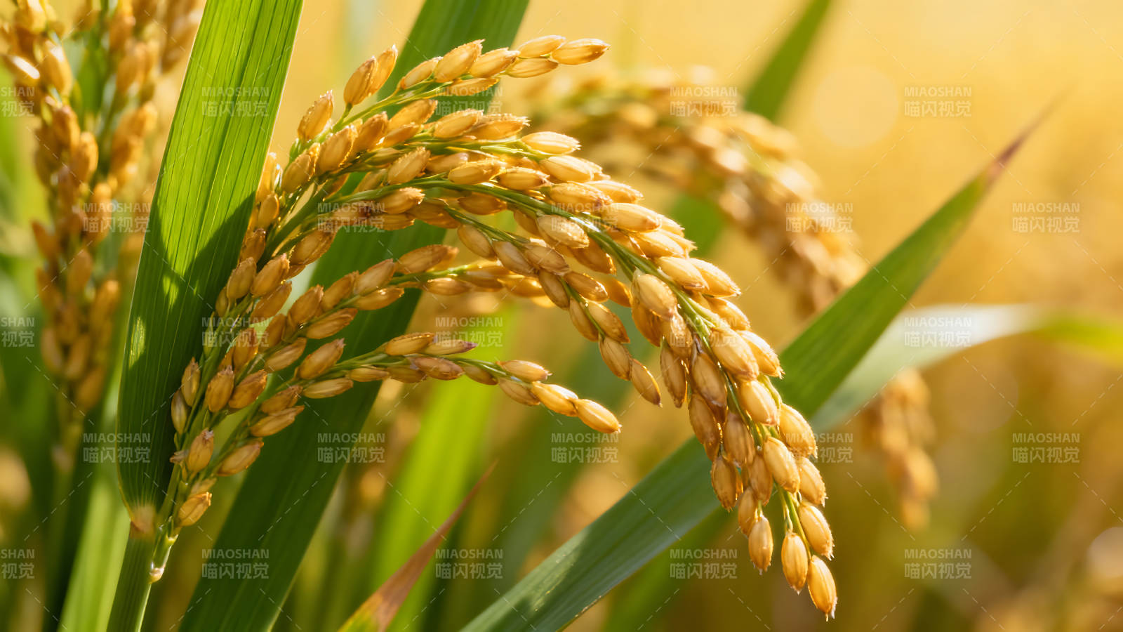 稻穗特写阳光照射成熟稻米金黄图片