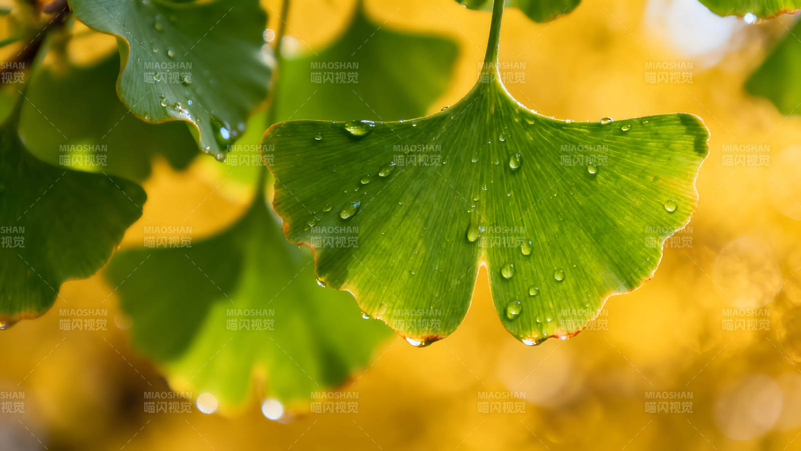 雨滴点缀绿色银杏叶片背景模糊金黄图片