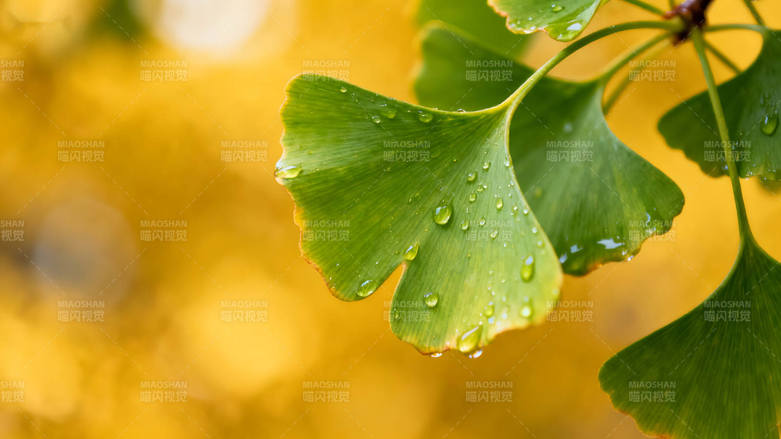 翠绿叶片水珠点缀金黄背景图片