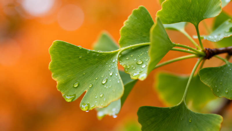 雨水滴落在银杏叶上图片