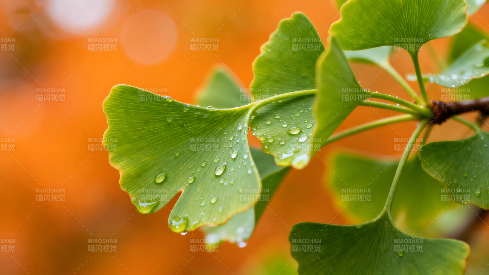 雨水滴落在银杏叶上图片