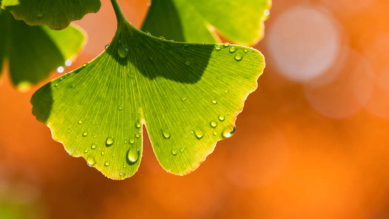 绿叶晶莹剔透水珠点缀图片