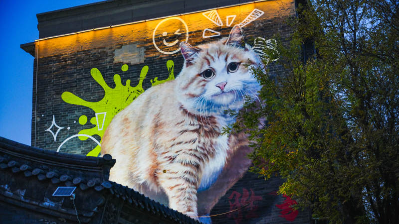 墙上的猫咪涂鸦图片