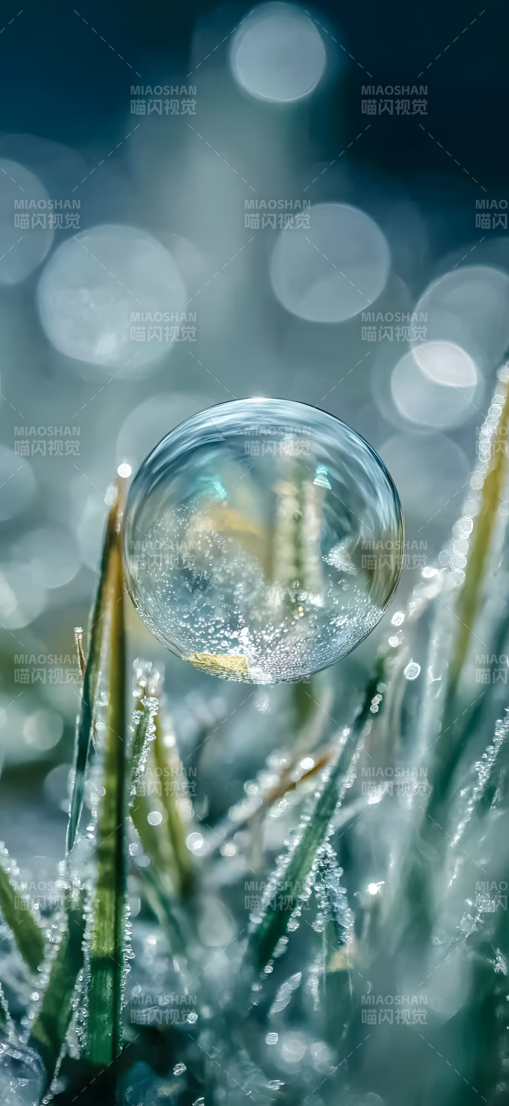 白露节气背景晨露晶莹图片