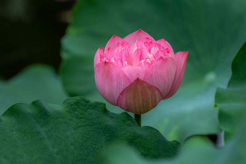 粉莲绽放绿叶间图片