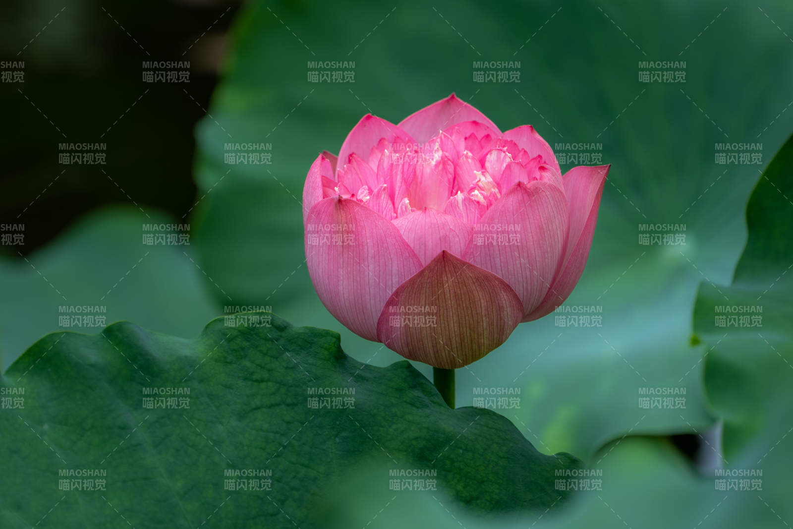 粉莲绽放绿叶间图片