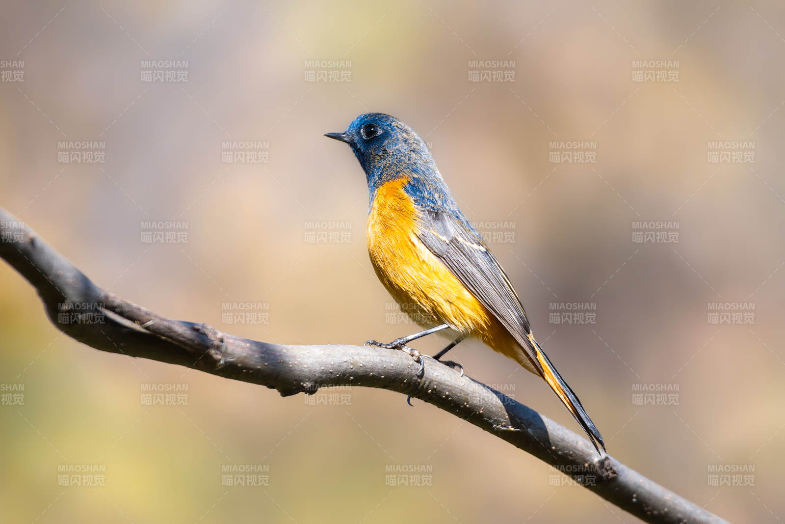 蓝额红尾鸲栖息枝头图片
