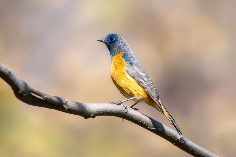 蓝额红尾鸲栖息枝头图片