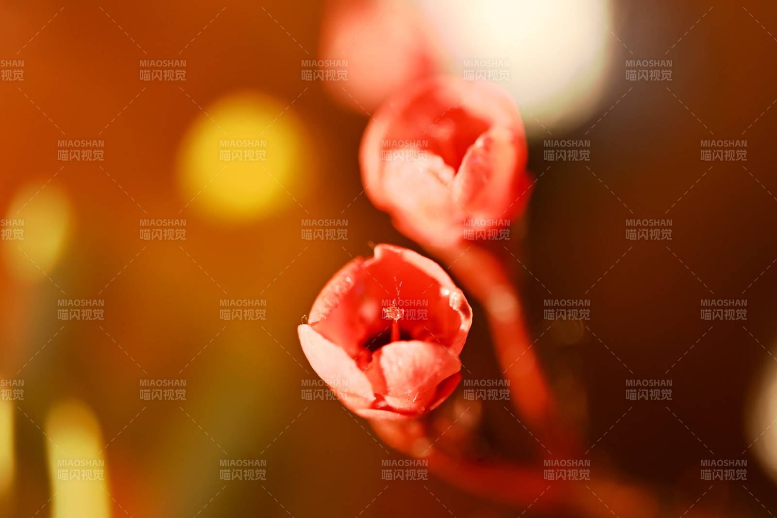 花鸟市场里微距下的无名小红花图片