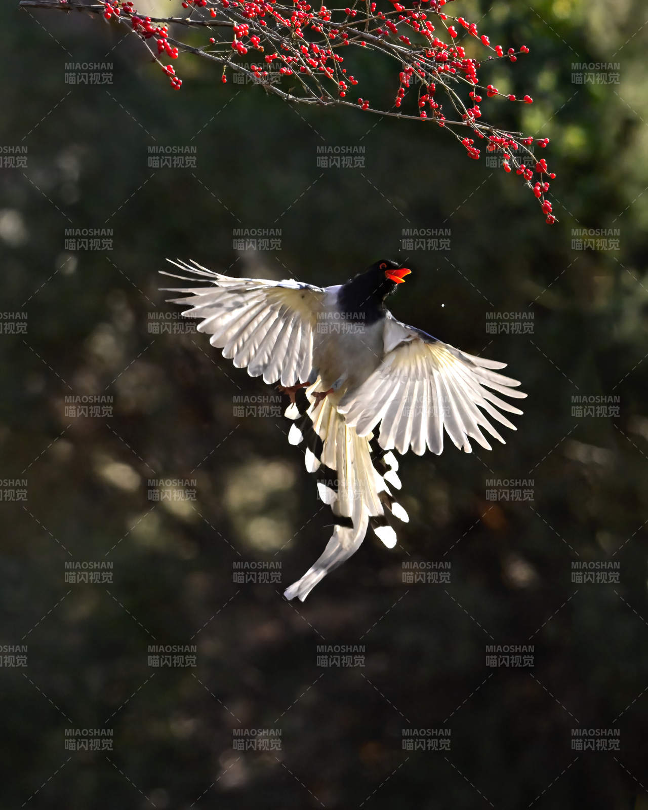 飞鸟掠过红果枝图片