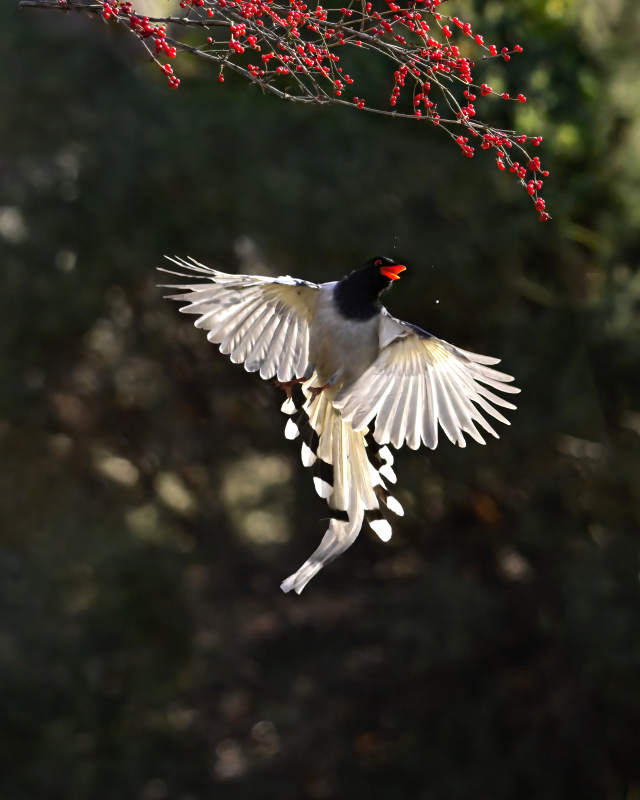 飞鸟掠过红果枝图片