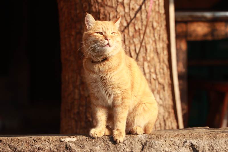 阳光下的橙猫图片